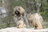 LHASSA APSO 071